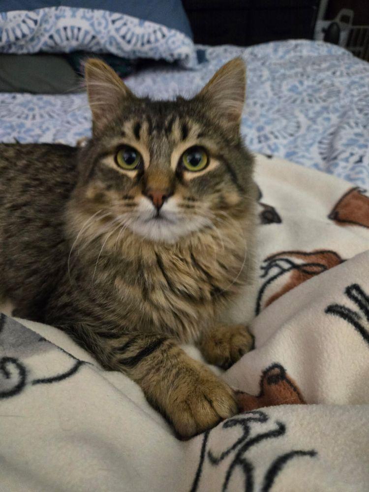 Portobello, adopted, Kitten Male Domestic Long Hair.