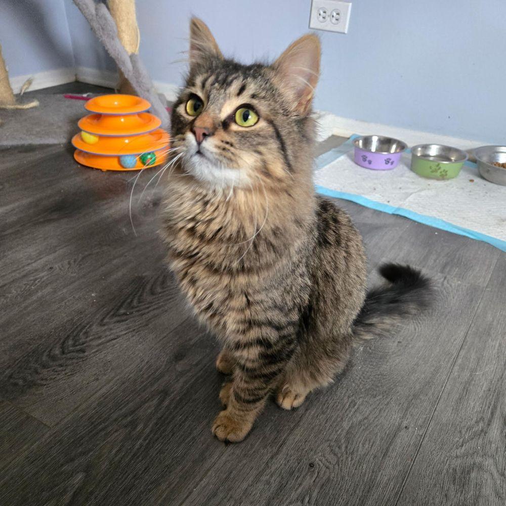 Enlarge Portobello, an adopted Domestic Long Hair in Barrington, IL image 3/5