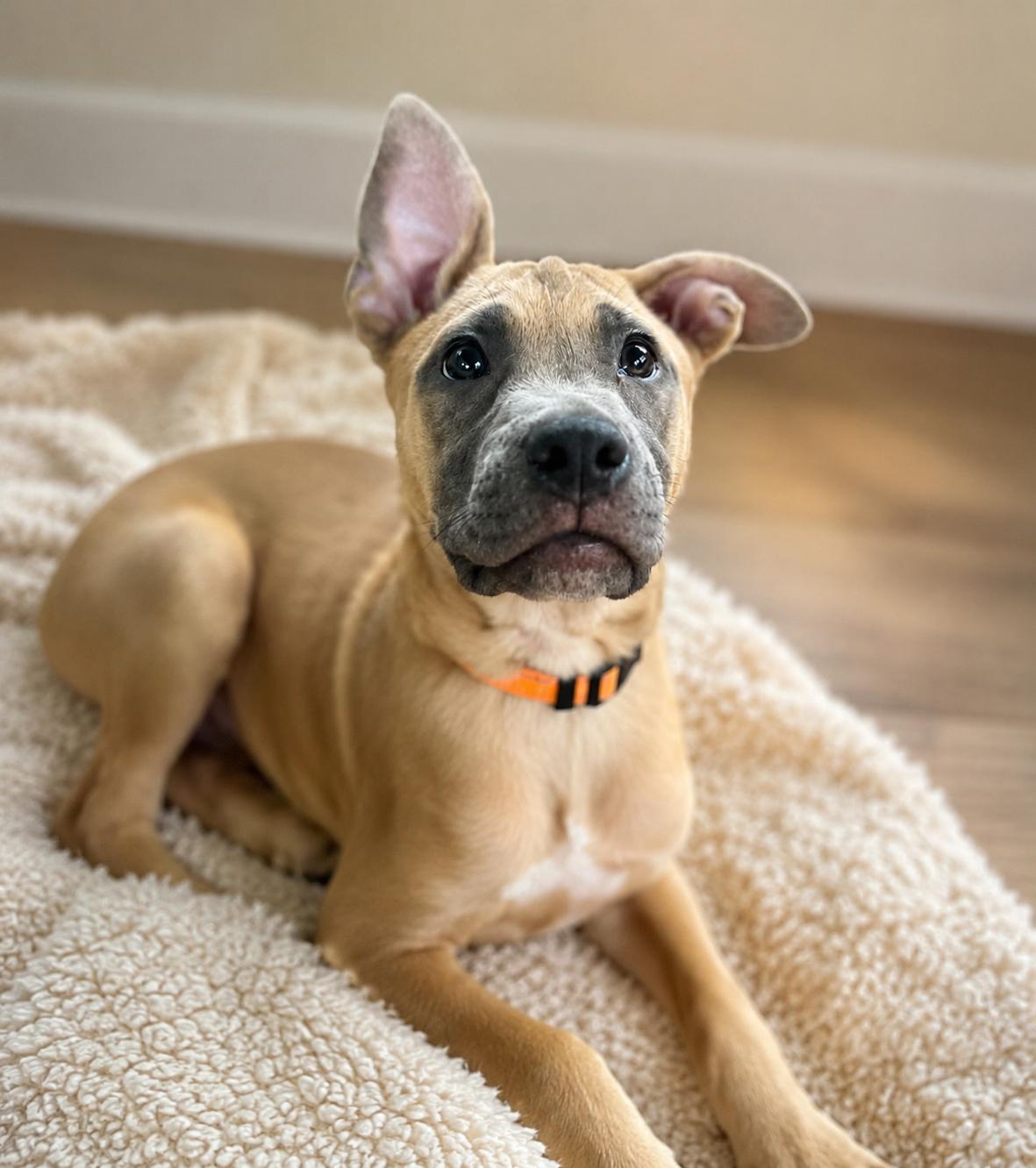 Jasper, adopted, Puppy Male Belgian Shepherd / Malinois & Mastiff.