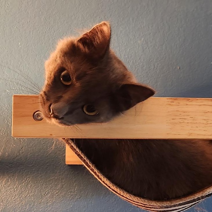 Enlarge Ash and Ember, a ADOPTABLE Domestic Short Hair in Portland, OR image 4/5