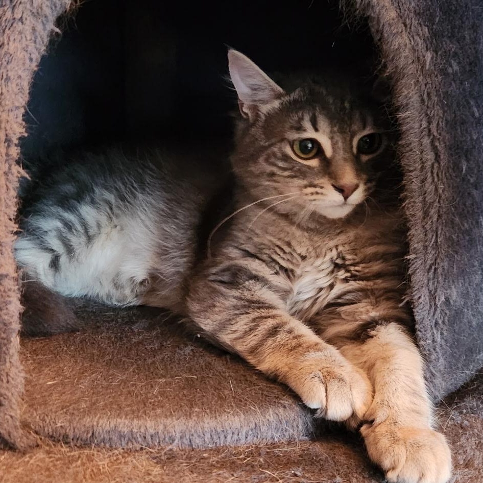 Enlarge Ash and Ember, a ADOPTABLE Domestic Short Hair in Portland, OR image 3/5