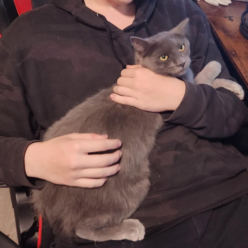 Enlarge Ash and Ember, a ADOPTABLE Domestic Short Hair in Portland, OR image 2/5