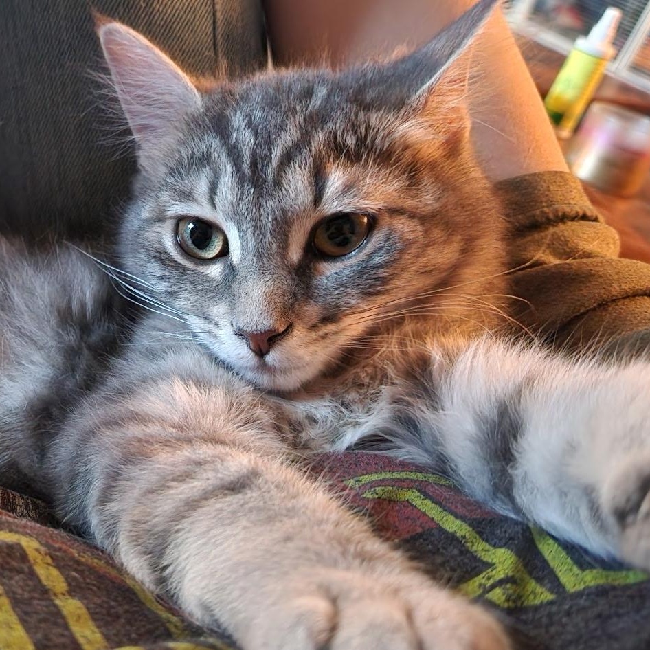 Enlarge Ash and Ember, a ADOPTABLE Domestic Short Hair in Portland, OR image 5/5