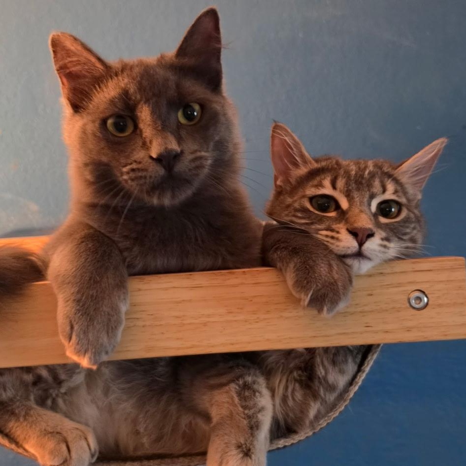 Ash and Ember, ADOPTABLE, Kitten Female Domestic Short Hair.