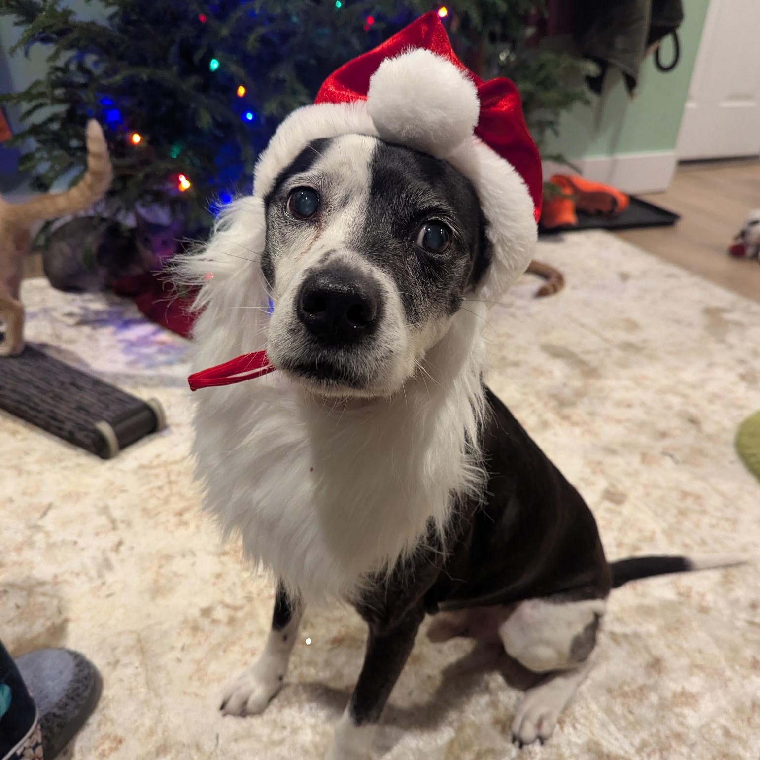 Purcy, an adopted mixed breed in Philadelphia, PA image 1/5