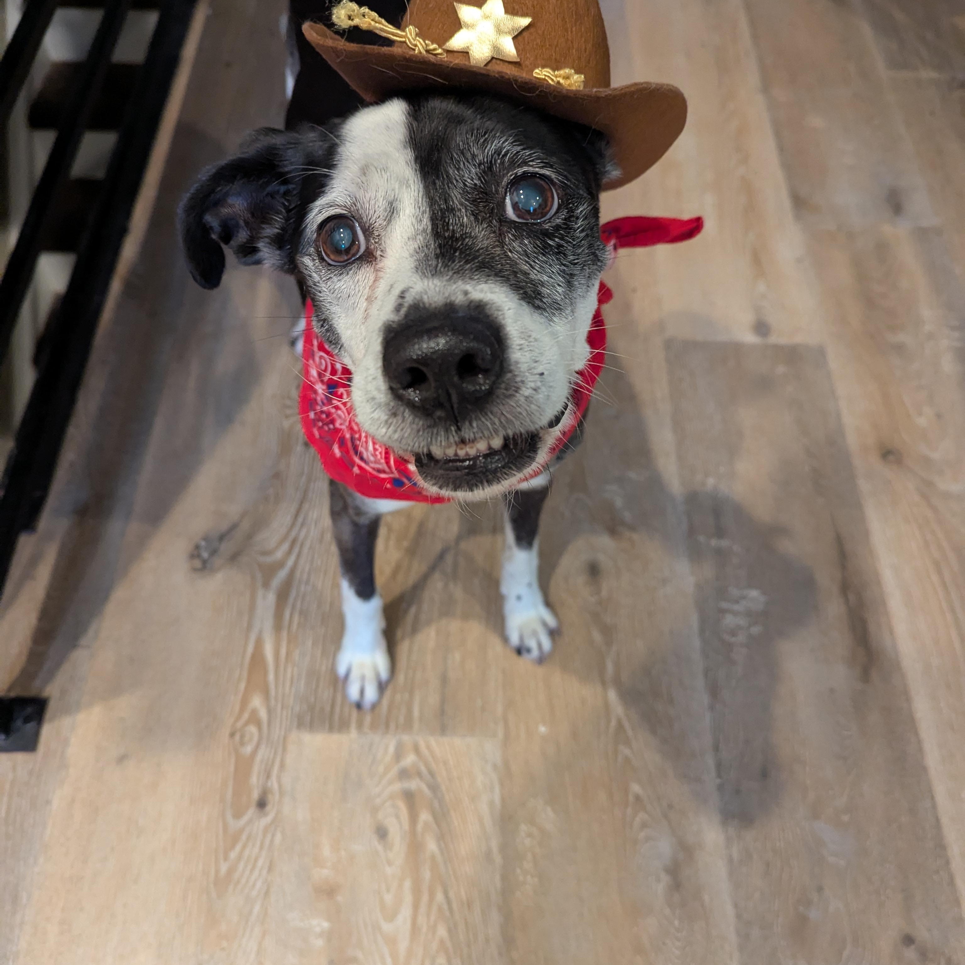 Purcy, an adopted mixed breed in Philadelphia, PA image 4/5