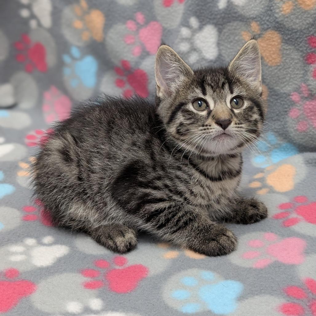 Megatron, Adoptable, Kitten Male Domestic Short Hair.