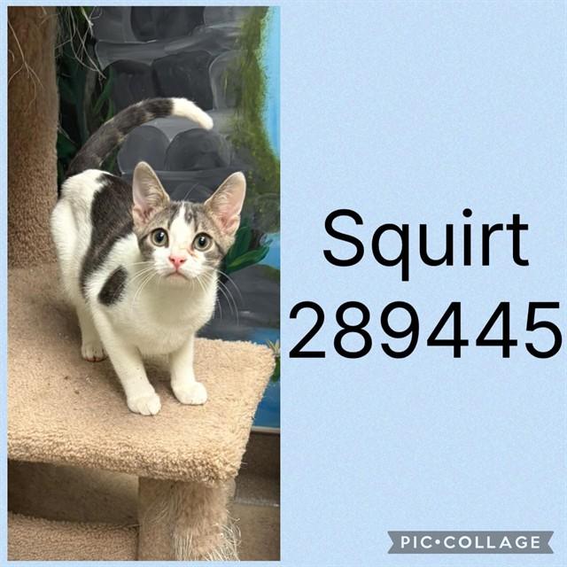 SQUIRT, Adoptable, Kitten Male Domestic Short Hair.
