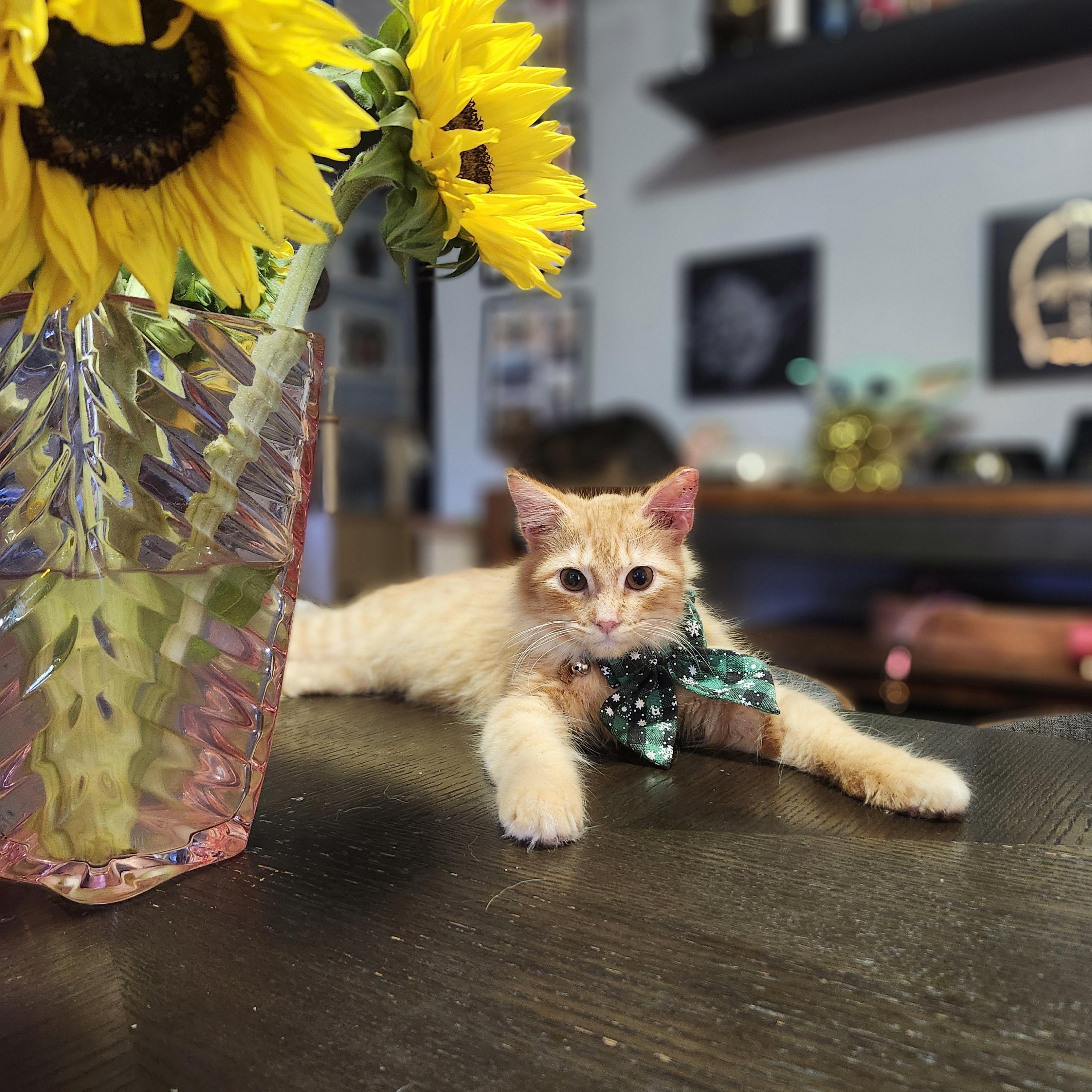 Enlarge Vahni, a Adoptable mixed breed in Gainesville, FL image 3/5