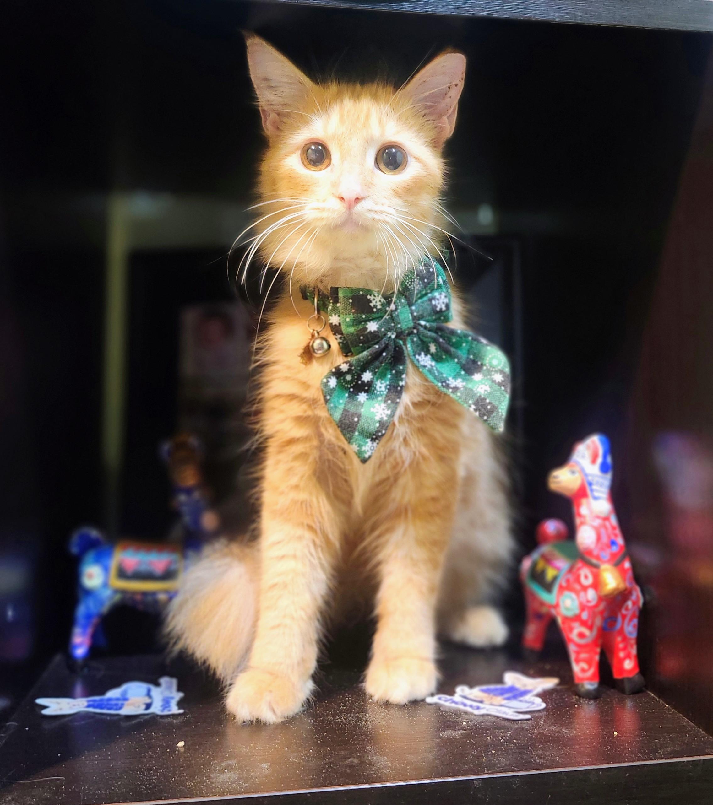 Enlarge Vahni, a Adoptable mixed breed in Gainesville, FL image 5/5