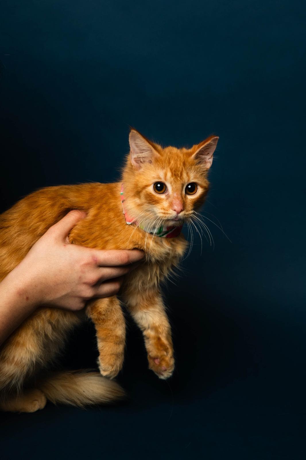 Enlarge Vahni, a Adoptable mixed breed in Gainesville, FL image 2/5