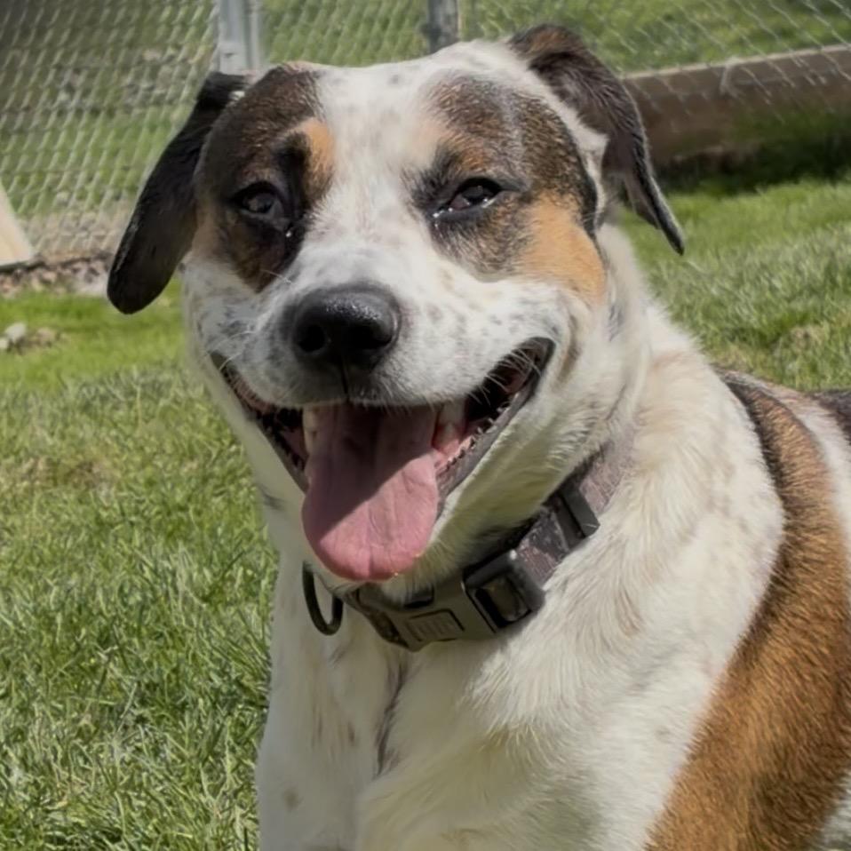 Hercules, Adoptable, Adult Male Australian Cattle Dog / Blue Heeler & Beagle.