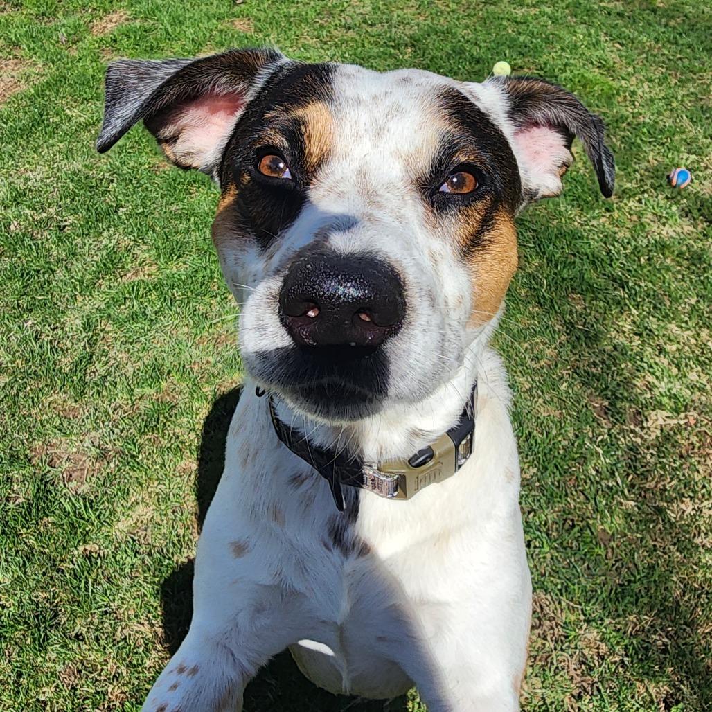 Enlarge Hercules, a Adoptable mixed breed in Middlebury, VT image 2/5