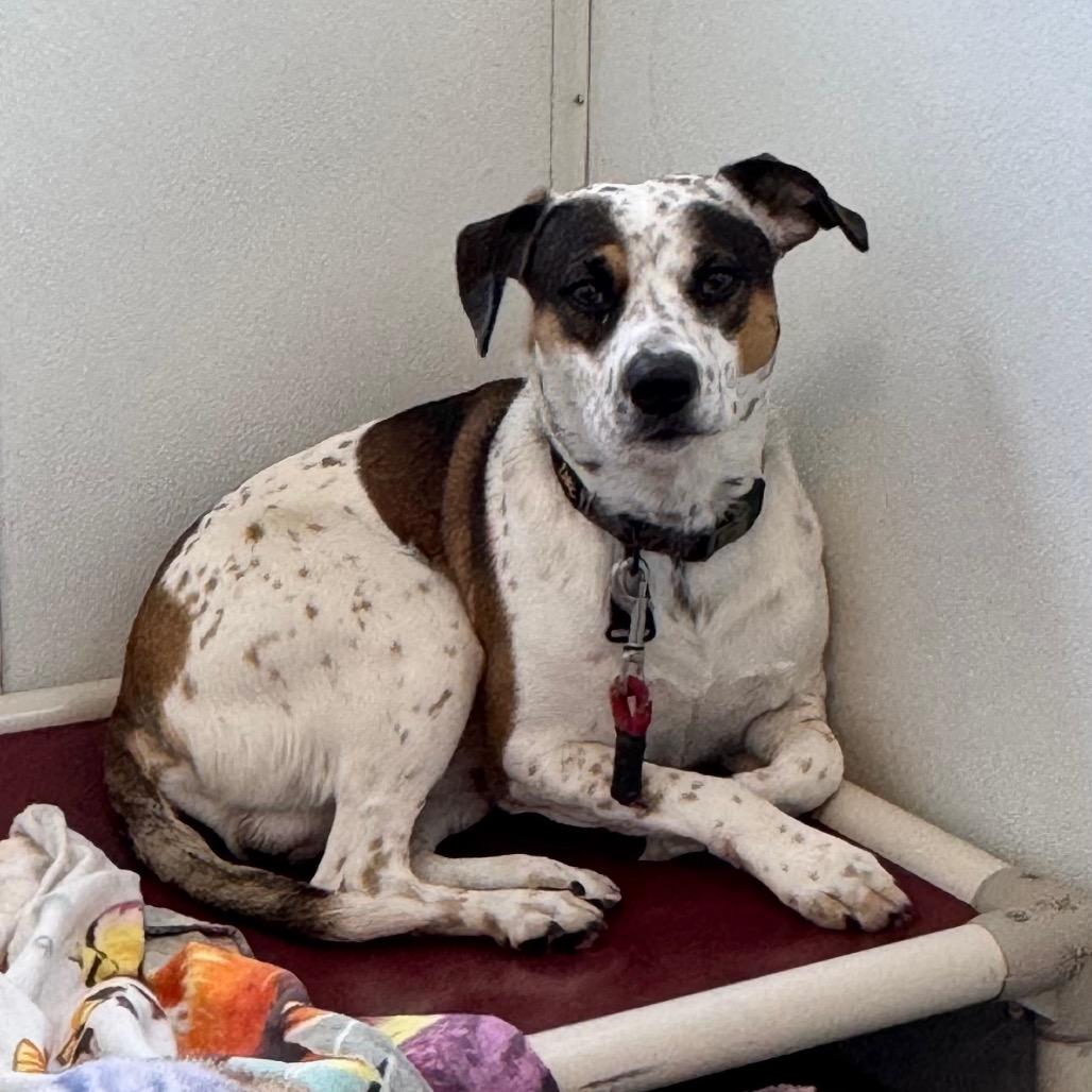 Enlarge Hercules, a Adoptable mixed breed in Middlebury, VT image 3/5