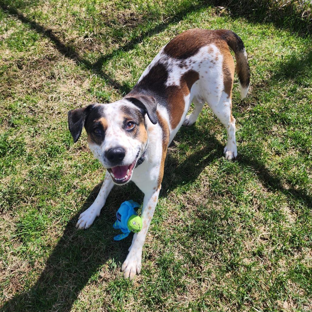 Enlarge Hercules, a Adoptable mixed breed in Middlebury, VT image 4/5