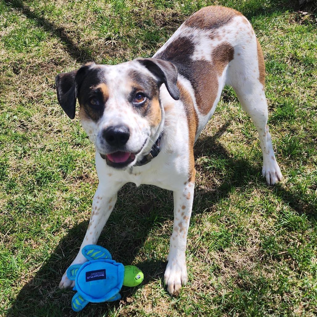 Enlarge Hercules, a Adoptable mixed breed in Middlebury, VT image 5/5