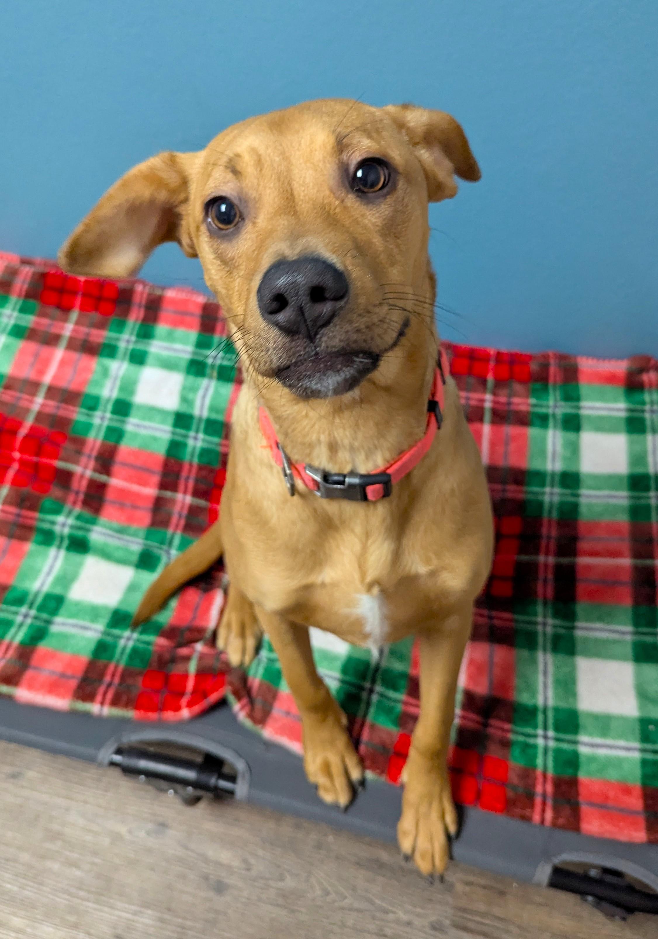 Enlarge Nova, a Adoptable Mixed Breed in Oconto, WI image 1/1