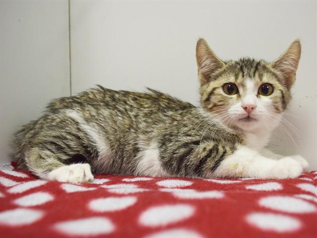 EDNA, Adoptable, Kitten Female Domestic Short Hair.