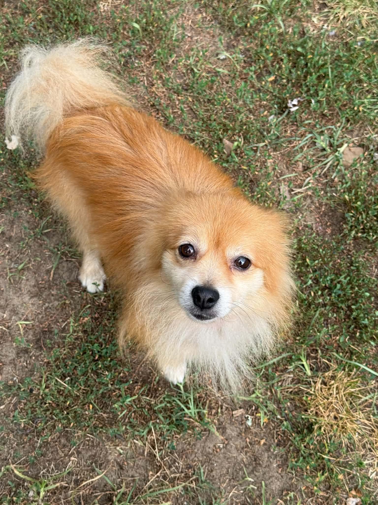 Cory, adopted, Adult Male Pomeranian.