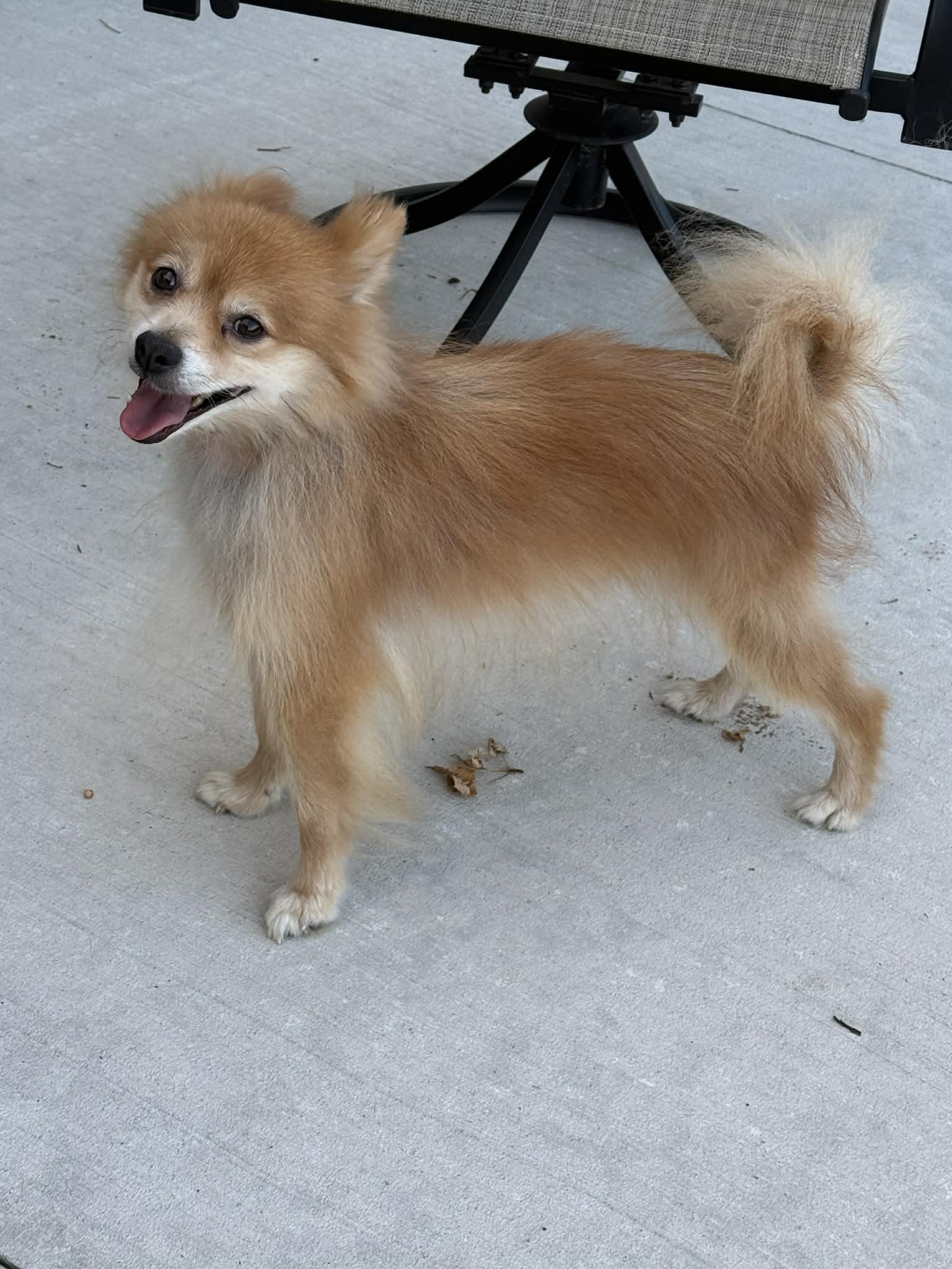 Enlarge Cory, an adopted Pomeranian in North Freedom, WI image 5/5