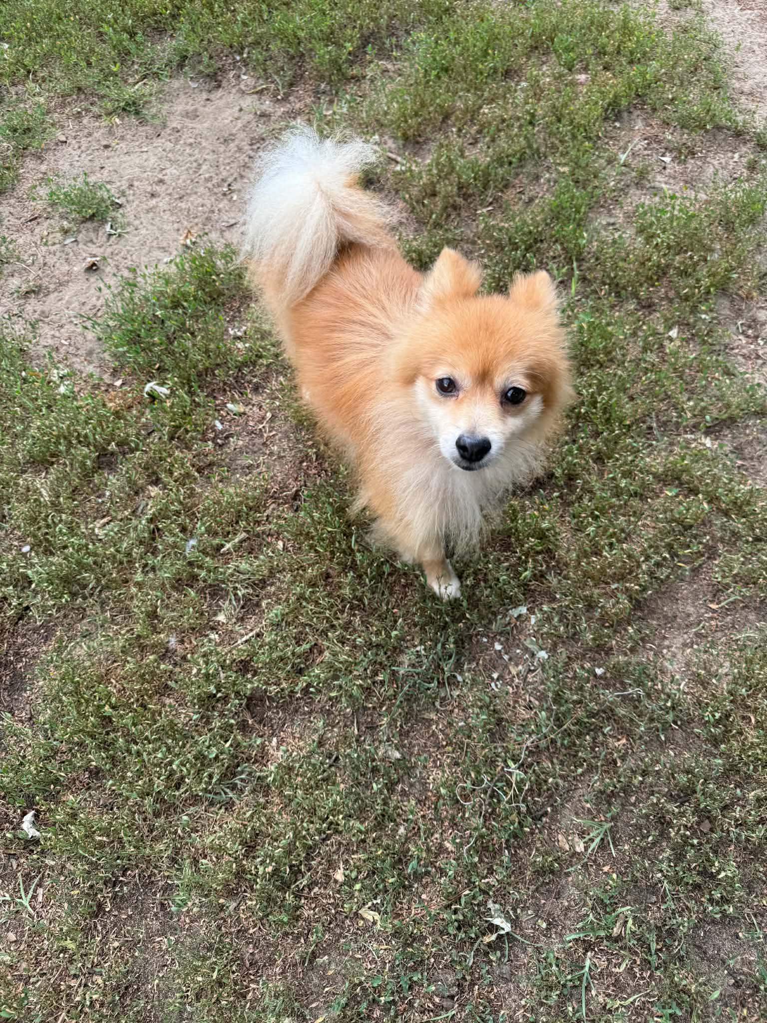 Enlarge Cory, an adopted Pomeranian in North Freedom, WI image 4/5