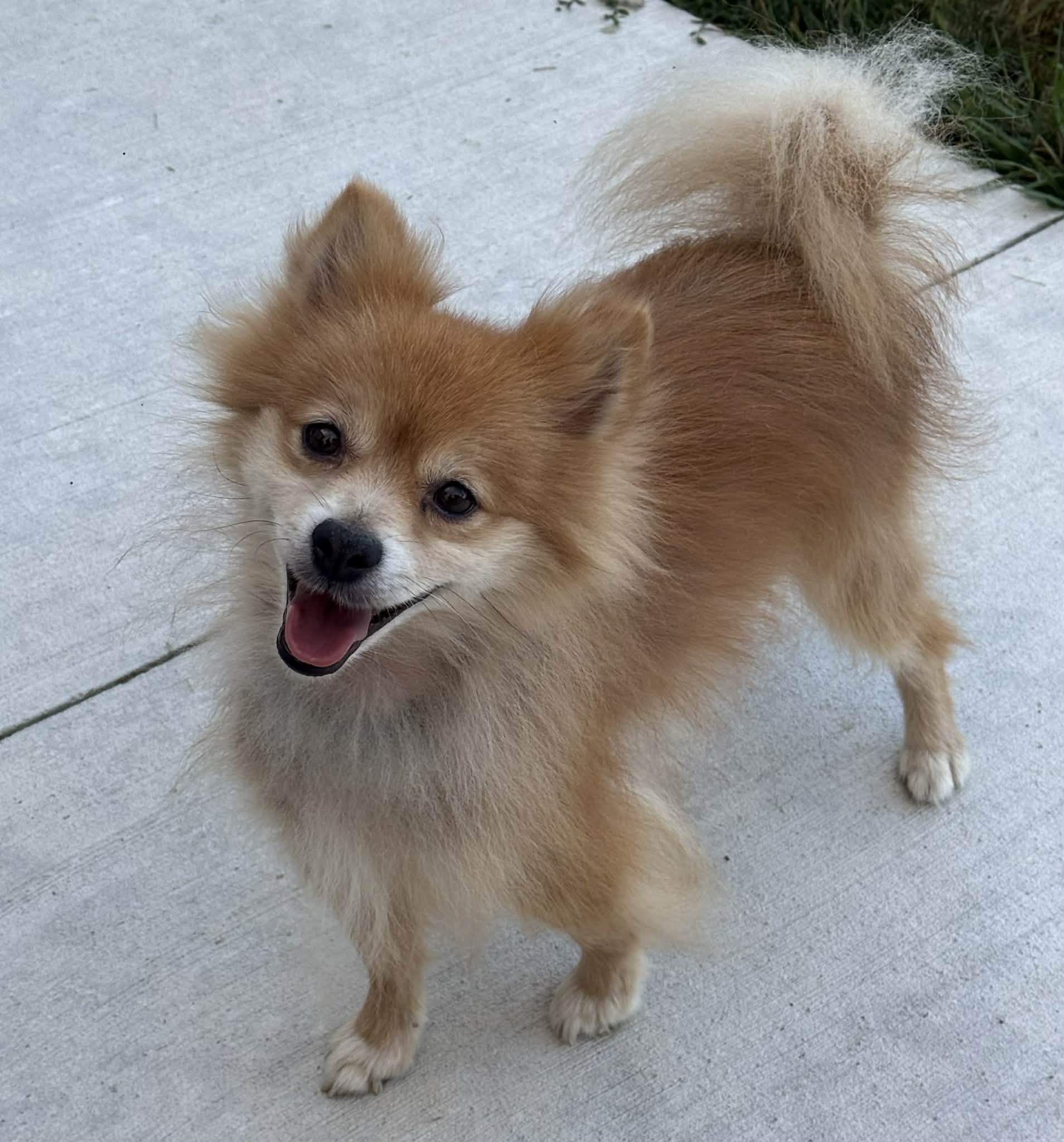 Enlarge Cory, an adopted Pomeranian in North Freedom, WI image 2/5