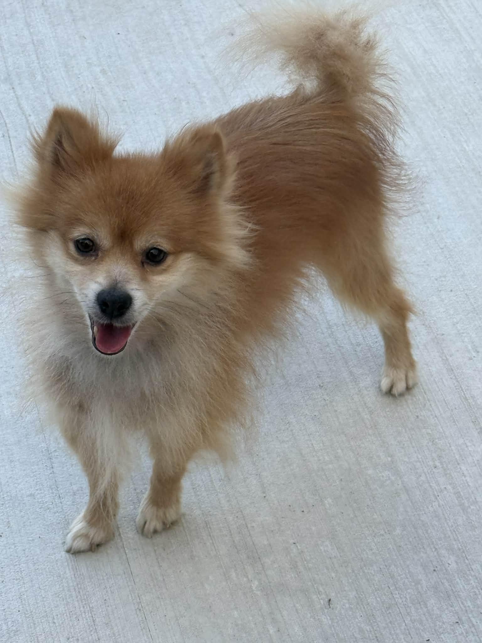 Enlarge Cory, an adopted Pomeranian in North Freedom, WI image 3/5