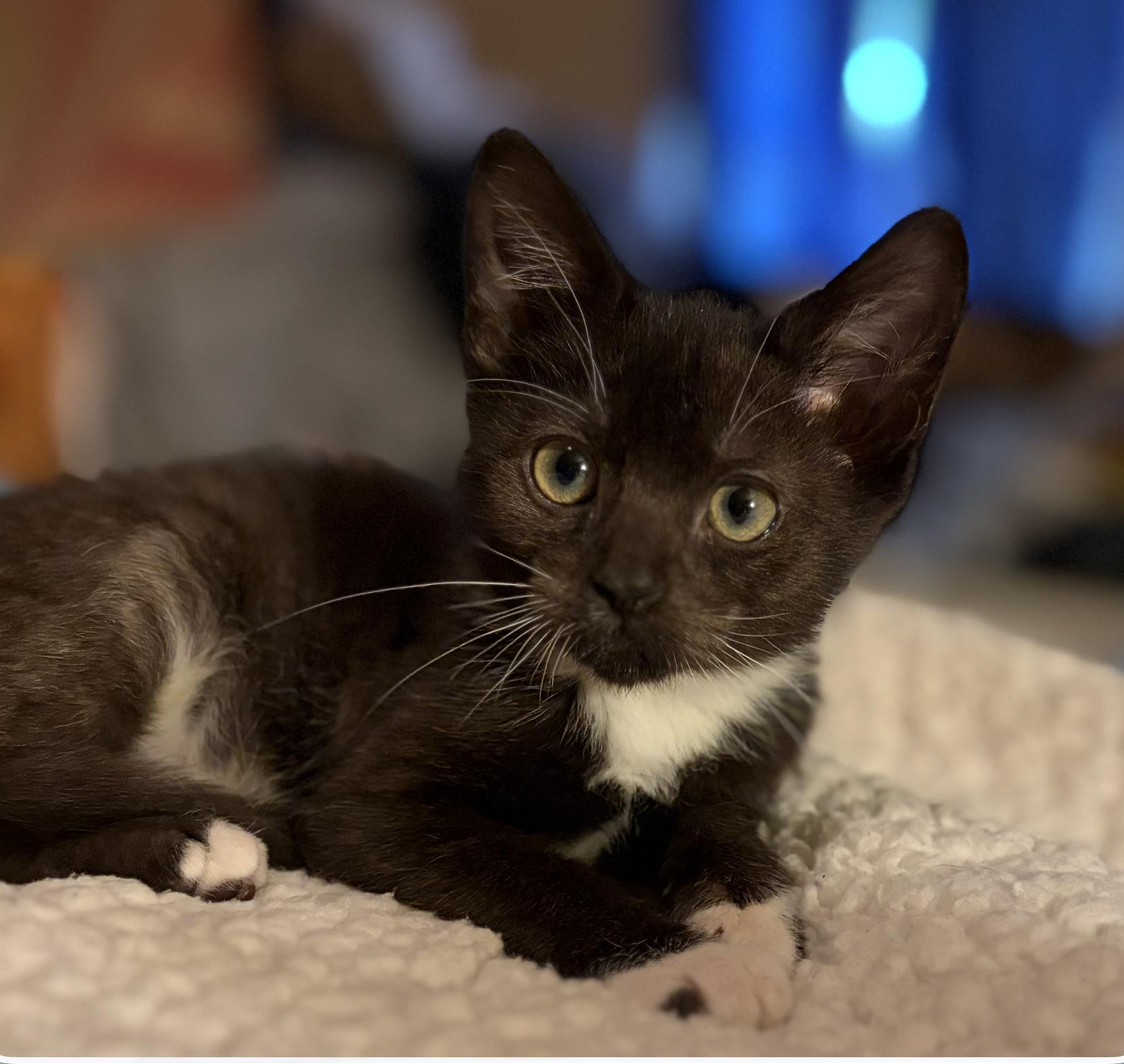 Enlarge Chester and Bentley, a ADOPTABLE Tuxedo in Houston, TX image 3/6