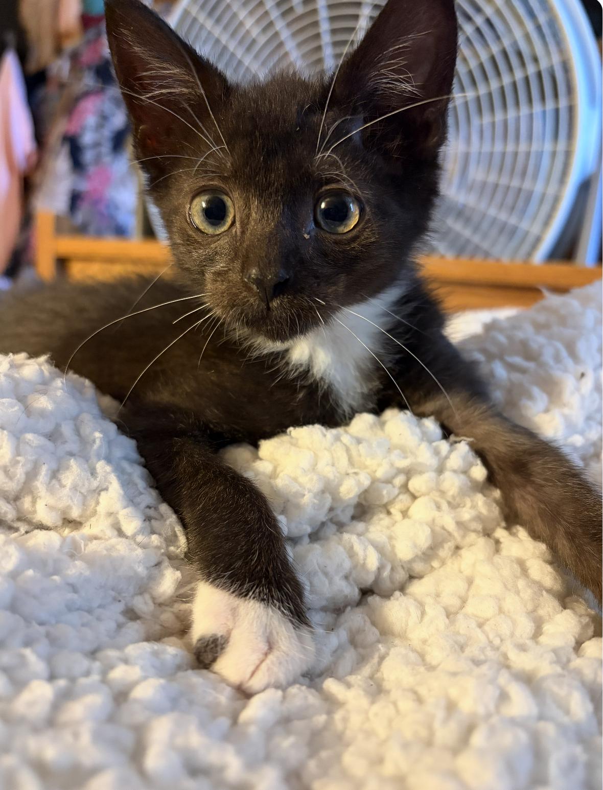 Enlarge Chester and Bentley, a ADOPTABLE Tuxedo in Houston, TX image 5/6