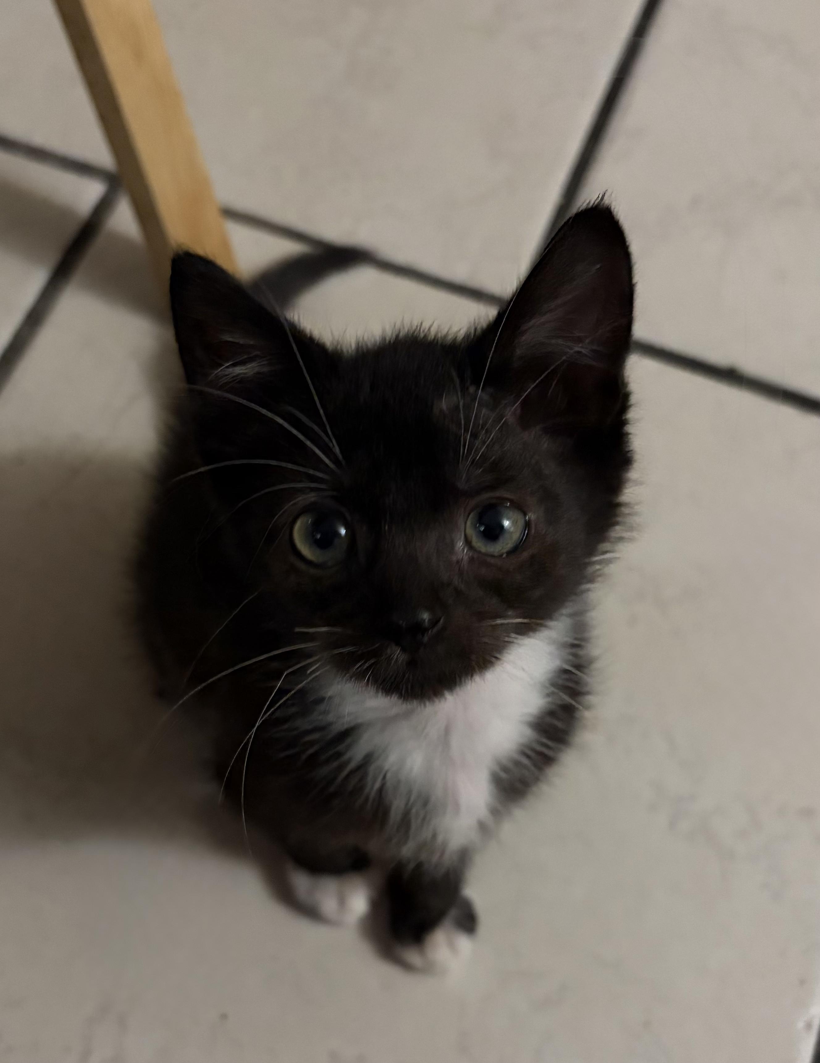 Enlarge Chester and Bentley, a ADOPTABLE Tuxedo in Houston, TX image 6/6