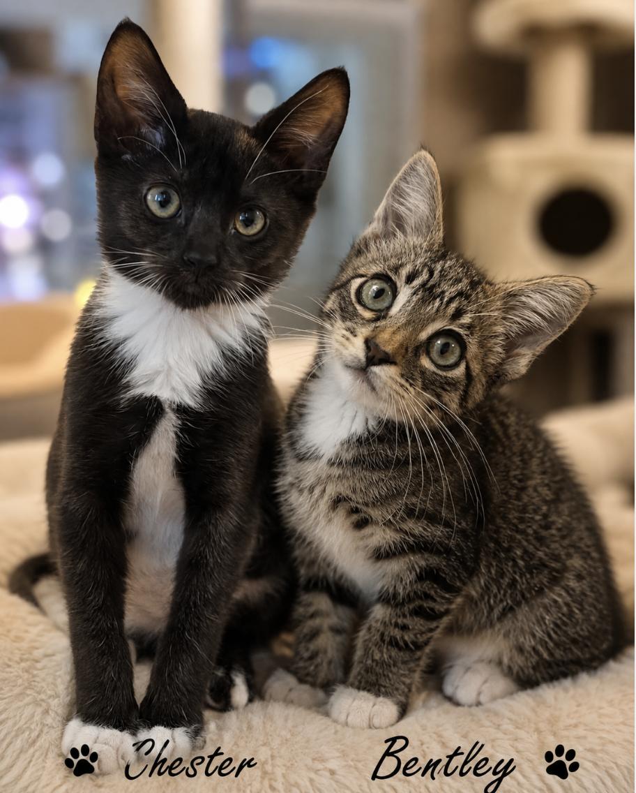 Enlarge Chester and Bentley, a ADOPTABLE Tuxedo in Houston, TX image 2/6