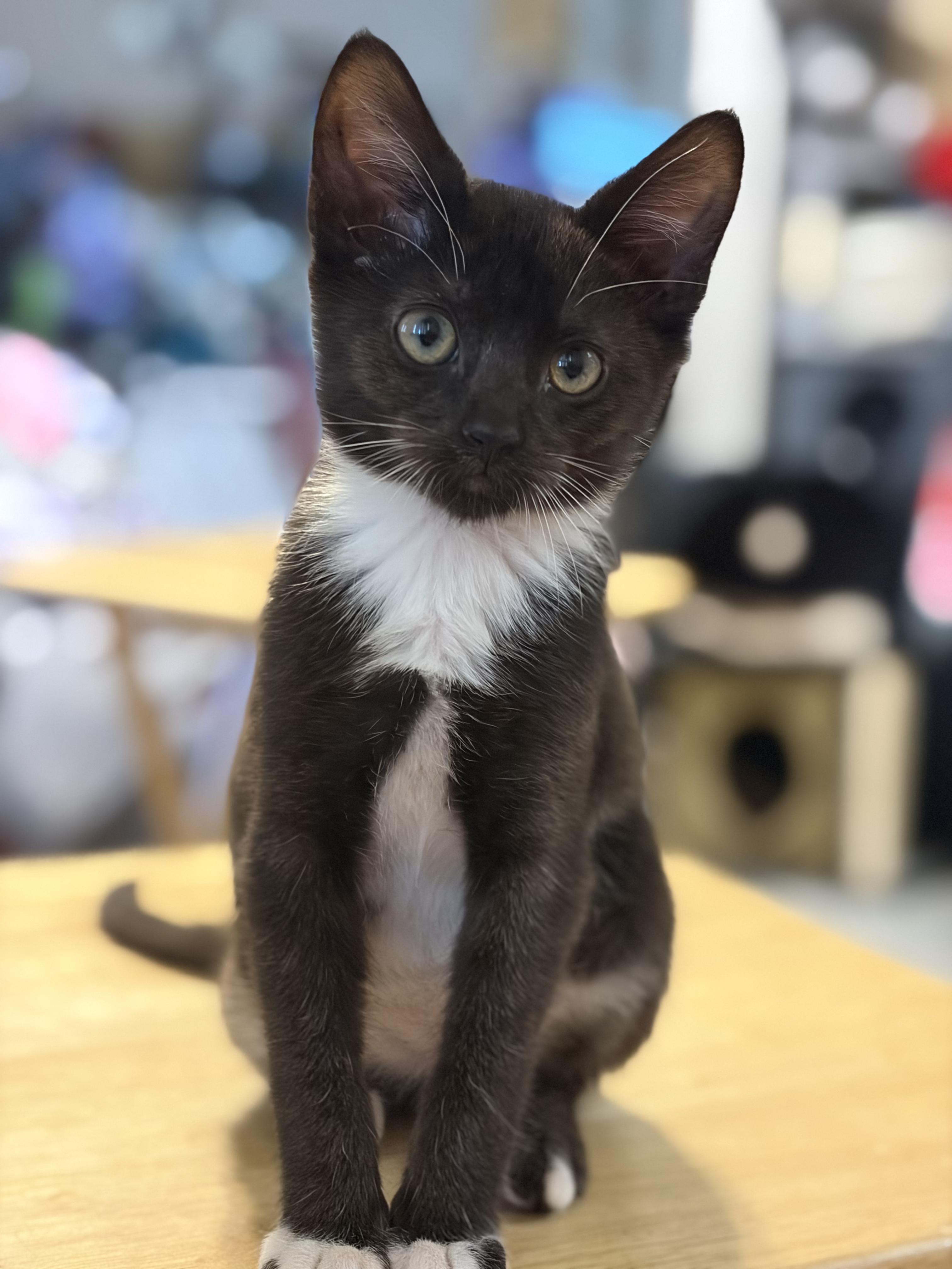 Chester and Bentley, ADOPTABLE, Kitten Male Tuxedo.