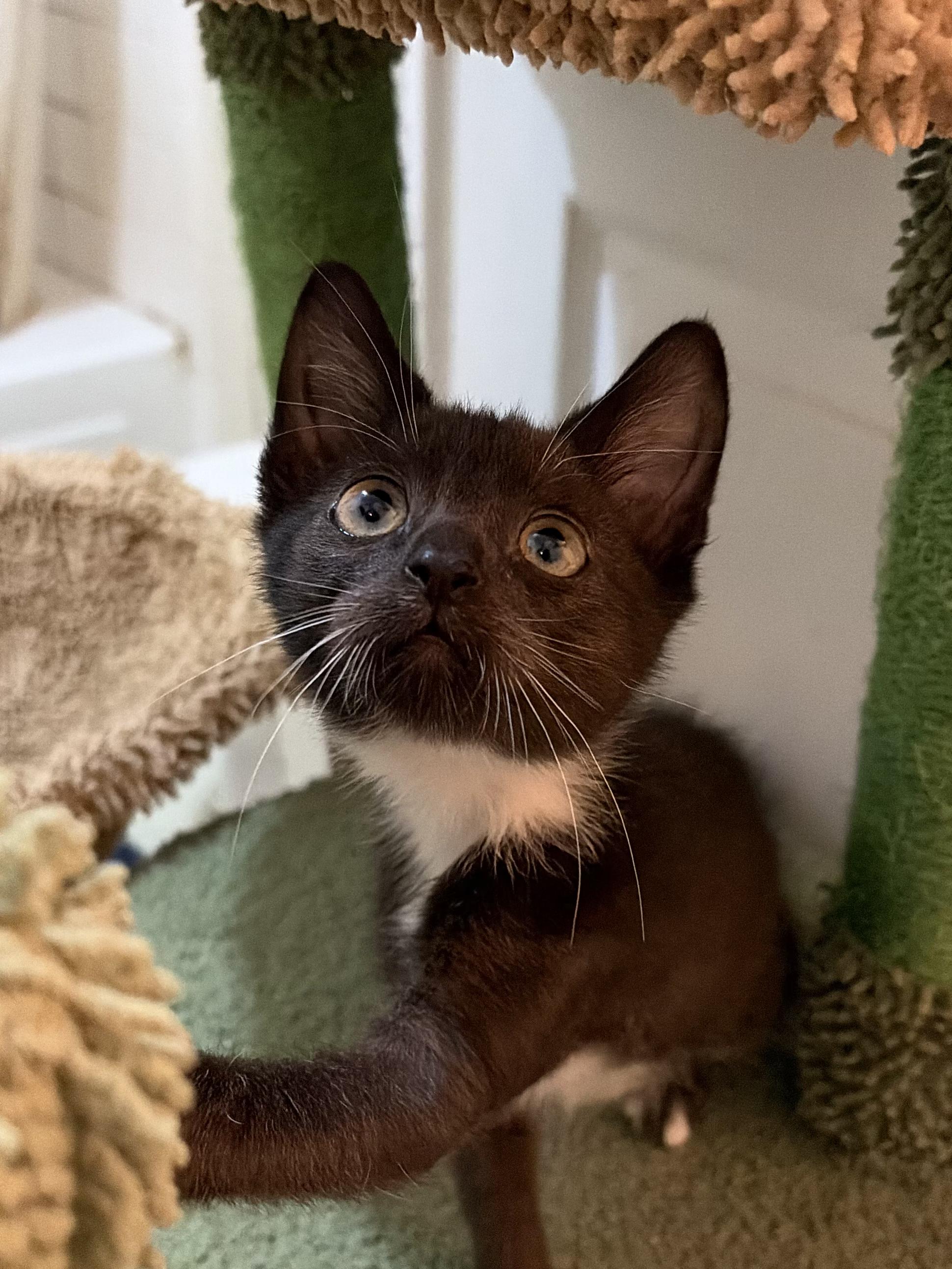 Enlarge Chester and Bentley, a ADOPTABLE Tuxedo in Houston, TX image 4/6
