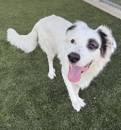 Whiskey, a Adoptable mixed breed in Grapevine, TX image 2/2