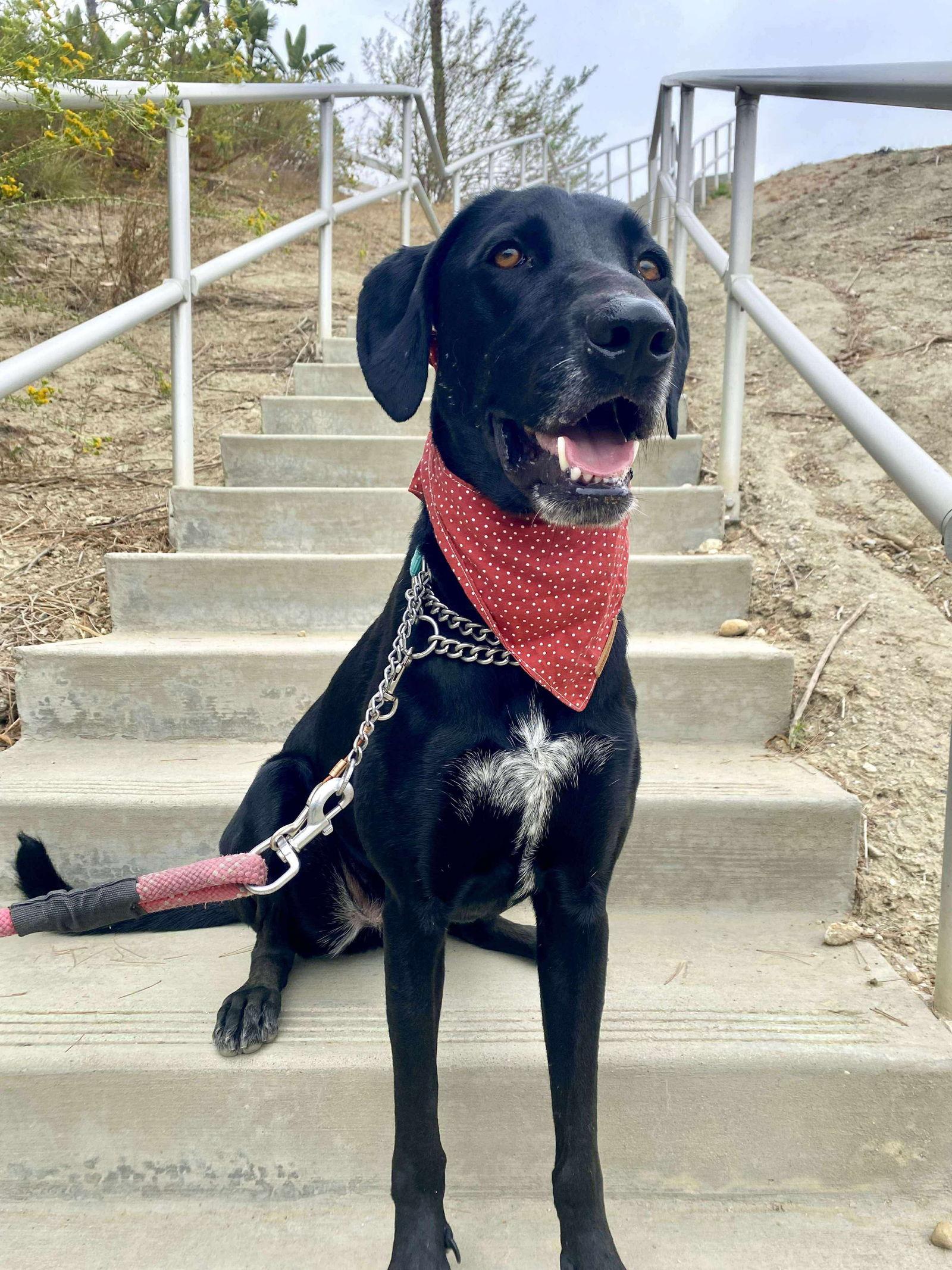Oreo, Adoptable, Adult Male Labrador Retriever.