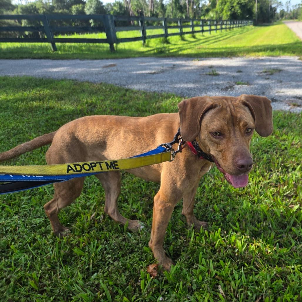 Pickles, a Adoptable Mixed Breed in North Port, FL image 3/4