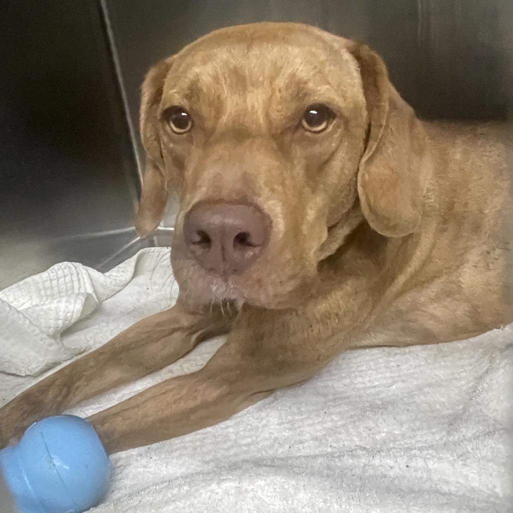 Pickles, a Adoptable Mixed Breed in North Port, FL image 4/4