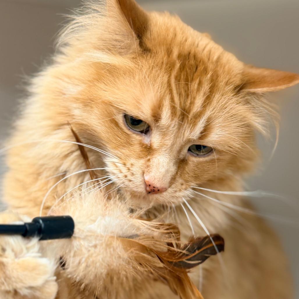 Enlarge Tutu, a Adoptable Domestic Long Hair in Champaign, IL image 1/6