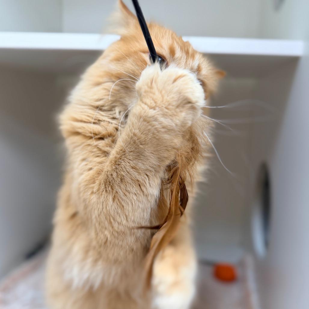 Enlarge Tutu, a Adoptable Domestic Long Hair in Champaign, IL image 2/6