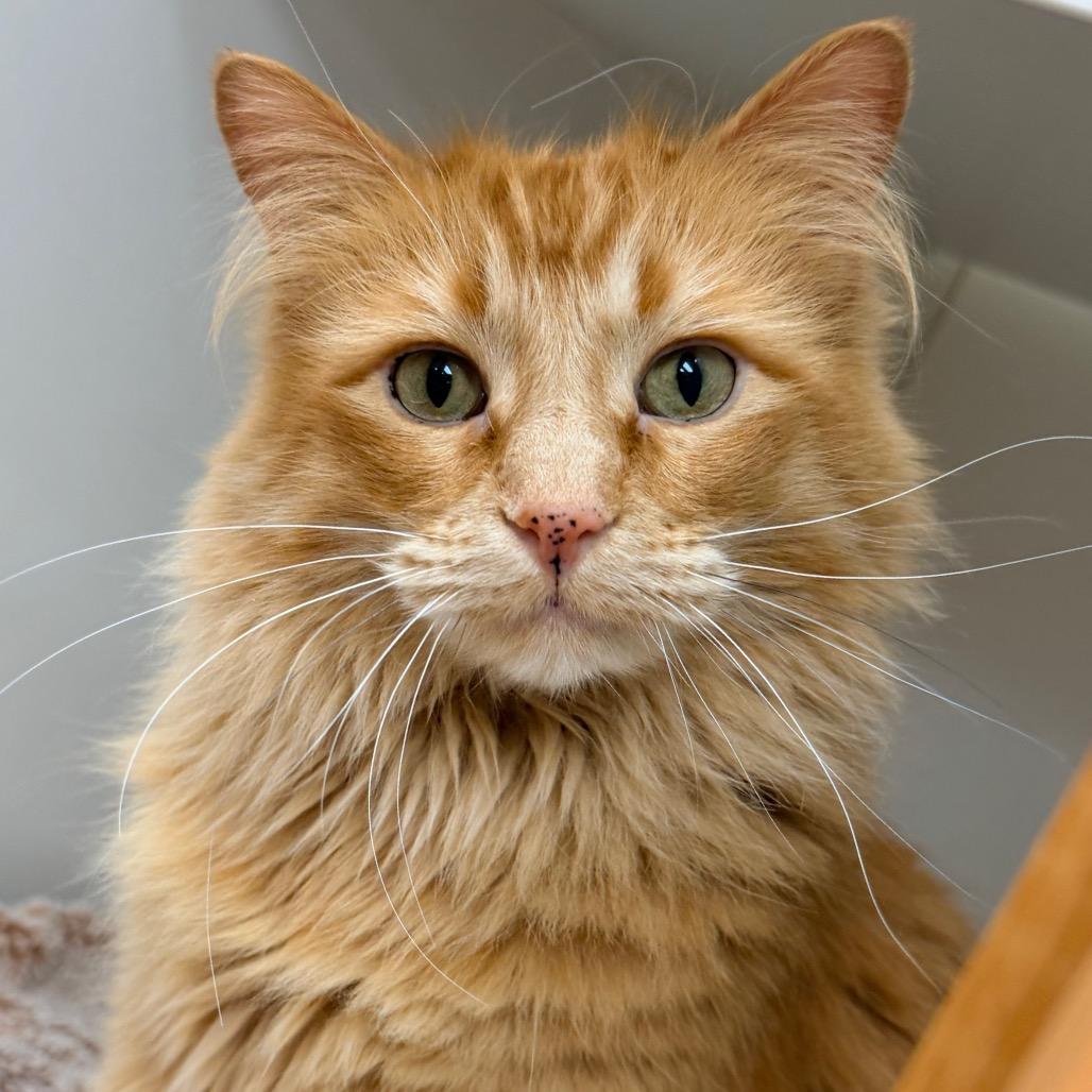 Enlarge Tutu, a Adoptable Domestic Long Hair in Champaign, IL image 3/6