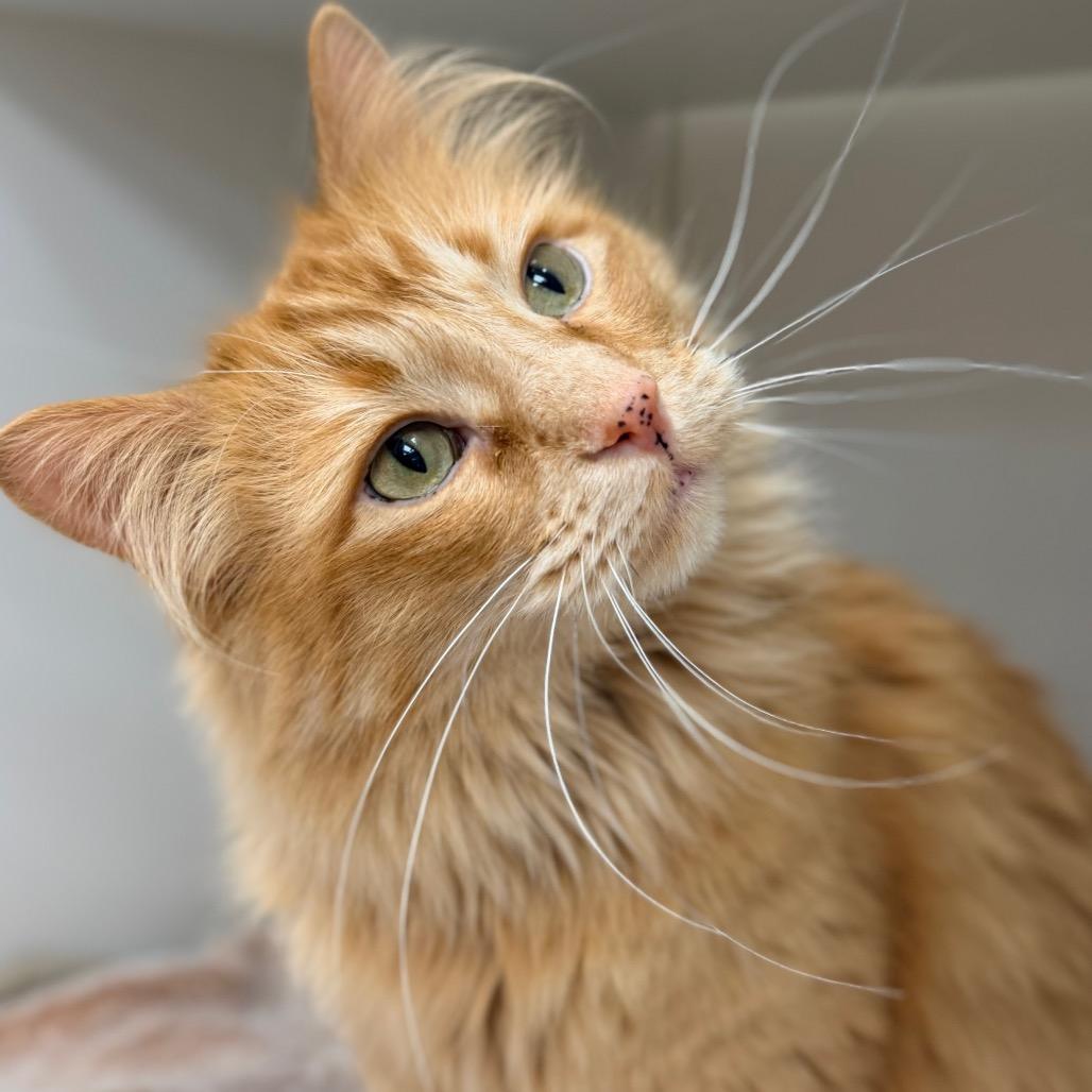 Enlarge Tutu, a Adoptable Domestic Long Hair in Champaign, IL image 4/6