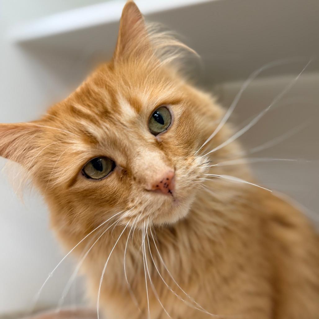 Enlarge Tutu, a Adoptable Domestic Long Hair in Champaign, IL image 5/6