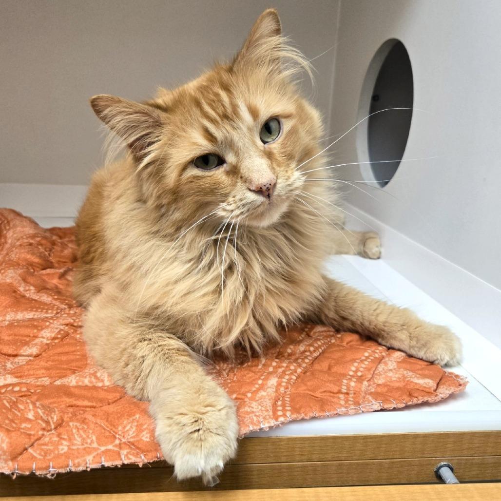 Enlarge Tutu, a Adoptable Domestic Long Hair in Champaign, IL image 6/6