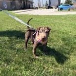 Spring Roll, adopted, Puppy Male Shar-Pei & Labrador Retriever.