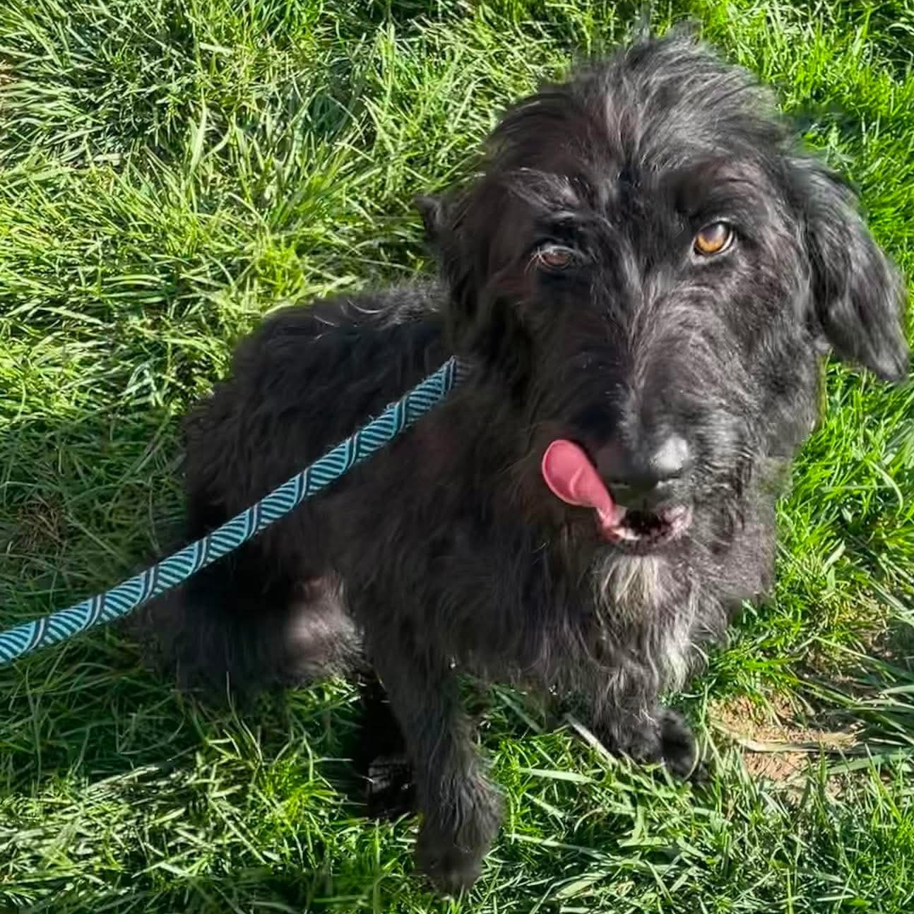 Banana Split, adopted, Young Female Irish Wolfhound.