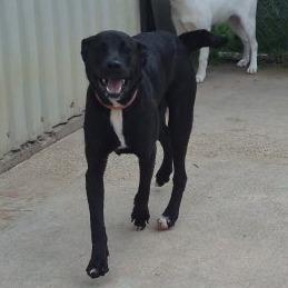 Enlarge Tod, a Adoptable mixed breed in Durant, OK image 1/2