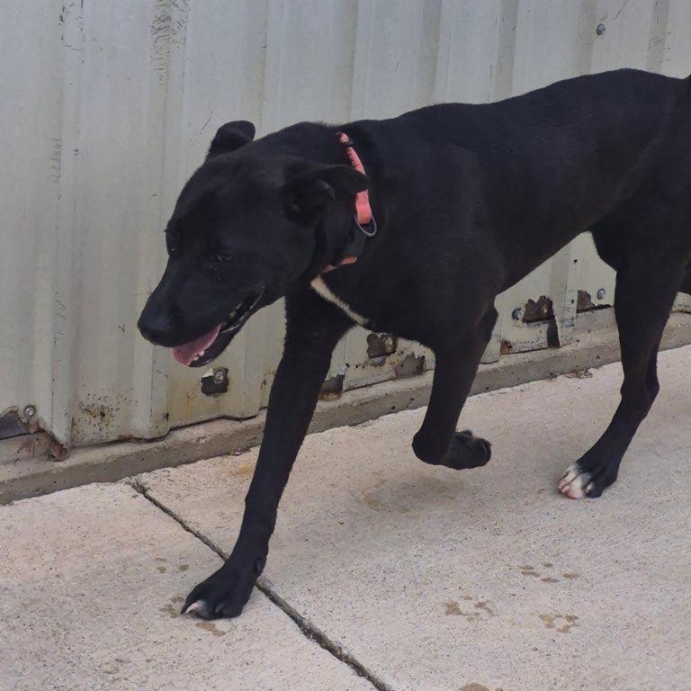 Enlarge Tod, a Adoptable mixed breed in Durant, OK image 2/2