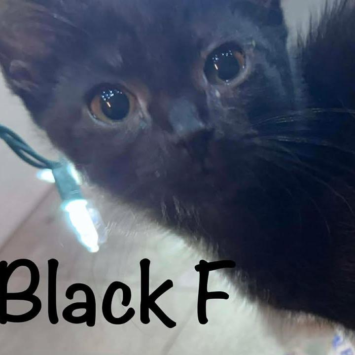 Maurice, Adoptable, Kitten Female Domestic Short Hair.