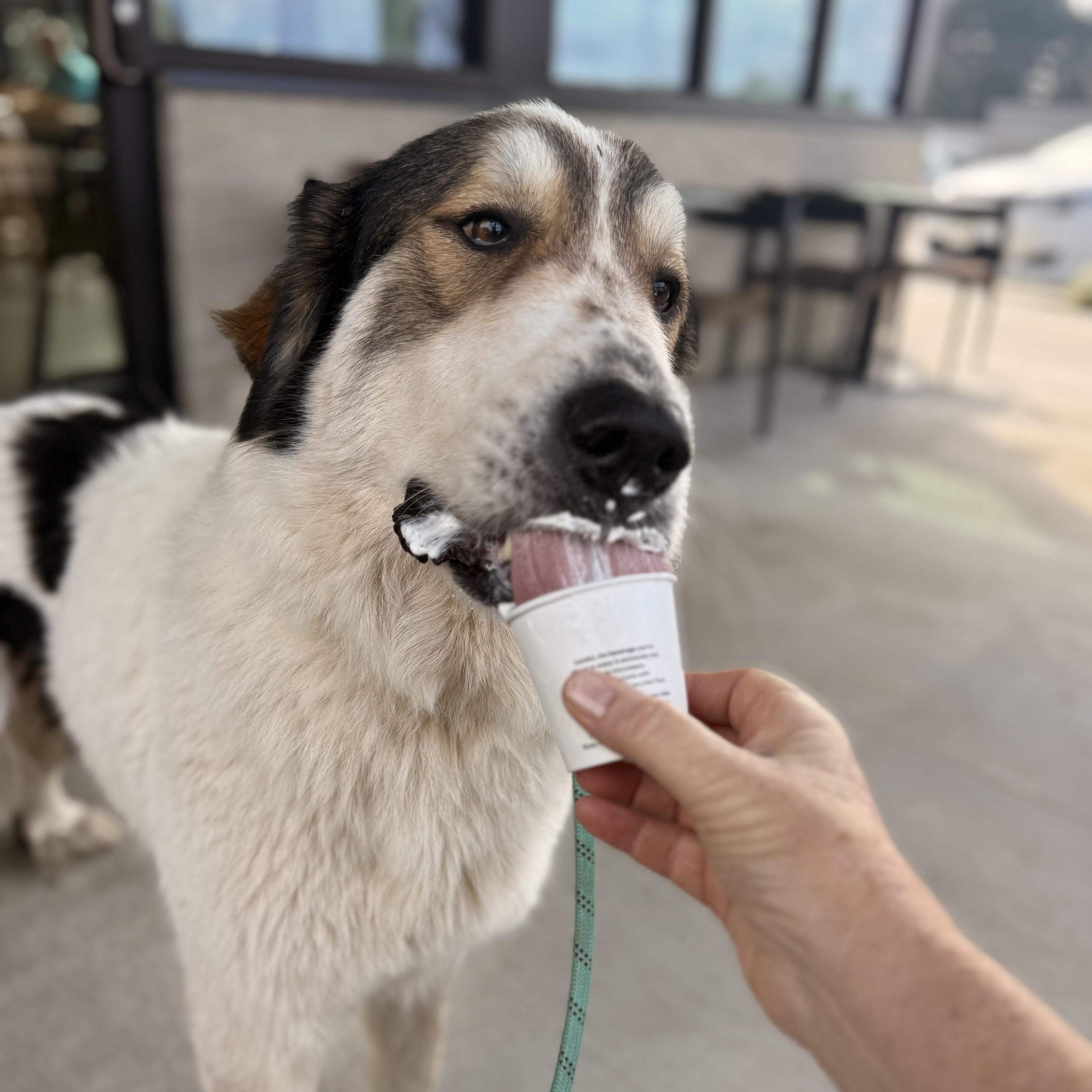 Millie, a Adoptable mixed breed in Oglesby, IL image 3/6