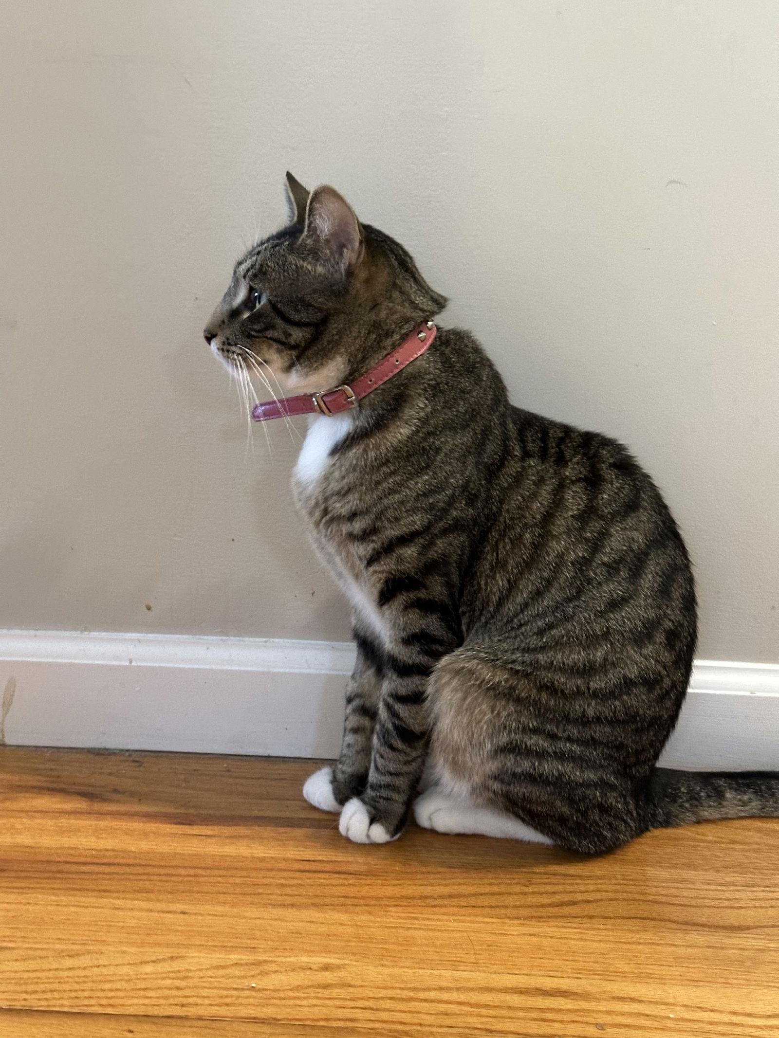 Enlarge Duffy, a Adoptable Domestic Short Hair in Naugatuck, CT image 1/3